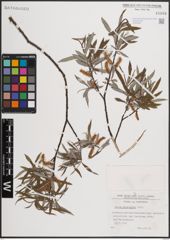 Foto von Salix eleagnos Scop.